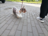 Photo №1. non-pedigree dogs - for sale in the city of St. Petersburg | negotiated | Announcement № 7499