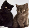 Photo №2 to announcement № 108935 for the sale of british shorthair - buy in Germany private announcement