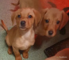 Photo №3. Chunky Labrador Puppies... United States