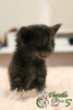Photo №4. I will sell maine coon in the city of St. Petersburg. private announcement, from nursery, breeder - price - 480$