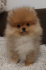 Additional photos: Buu Pomeranians puppies