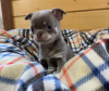 Photo №2 to announcement № 90314 for the sale of chihuahua - buy in Germany private announcement