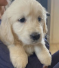 Photo №1. golden retriever - for sale in the city of Wrocław | negotiated | Announcement № 46539
