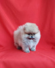 Photo №3. Mini pomeranian puppy. Russian Federation