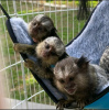 Additional photos: Capuchin and marmosets