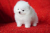 Additional photos: Pomeranian puppies