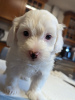 Photo №3. Maltese Puppies For Adoption. United States