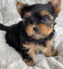 Photo №4. I will sell yorkshire terrier in the city of Wolfsburg. from nursery, from the shelter, breeder - price - 211$