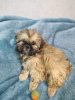 Additional photos: Purebred Shih Tzu puppies.