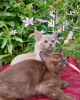 Photo №1. burmese cat - for sale in the city of Sevettijärvi | 391$ | Announcement № 84179