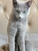 Photo №1. russian blue - for sale in the city of Амстердам | 1057$ | Announcement № 40220