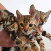 Photo №1. bengal cat - for sale in the city of Мёнхенгладбах | 270$ | Announcement № 30003