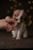 Photo №2 to announcement № 15900 for the sale of cavalier king charles spaniel - buy in Estonia from nursery, breeder