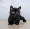 Photo №1. british shorthair - for sale in the city of Elafonisos | 370$ | Announcement № 65079