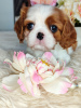 Additional photos: Cavalier King Charles Spaniel puppies for sale