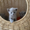 Photo №2 to announcement № 92683 for the sale of russian blue - buy in Poland breeder