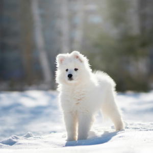 Photo №2 to announcement № 1815 for the sale of samoyed dog - buy in Russian Federation from nursery, breeder