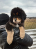 Photo №1. non-pedigree dogs - for sale in the city of Zaporizhia | 836$ | Announcement № 9471