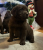 Additional photos: Chocolate and black Labrador Retriever puppies