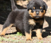 Photo №1. rottweiler - for sale in the city of Vienna | 264$ | Announcement № 117979