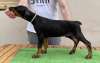 Photo №4. I will sell dobermann in the city of Москва. private announcement - price - negotiated