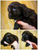 Photo №1. american cocker spaniel - for sale in the city of Tashkent | 350$ | Announcement № 32392