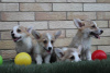 Photo №2 to announcement № 116916 for the sale of welsh corgi - buy in Serbia 