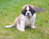 Photo №1. st. bernard - for sale in the city of Brest | 1216$ | Announcement № 8292