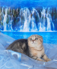 Photo №1. scottish fold - for sale in the city of Stavropol | 345$ | Announcement № 29242