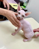 Photo №3. Lovely Sphynx Kittens available for sale,. Germany