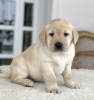 Photo №2 to announcement № 18109 for the sale of labrador retriever - buy in Ukraine private announcement, from nursery, breeder