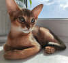 Photo №3. Abyssinian girl. Russian Federation
