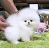 Photo №3. Pure breed Pomeranian puppies for sale. United States