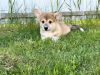 Additional photos: Pembroke Welsh Corgi puppies