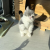 Photo №1. munchkin shorthair - for sale in the city of Berlin | 264$ | Announcement № 95850