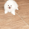 Additional photos: Beautiful Pomeranian puppies