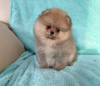 Photo №1. pomeranian - for sale in the city of Москва | 1691$ | Announcement № 86527