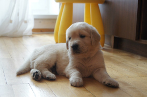 Photo №2 to announcement № 396 for the sale of golden retriever - buy in France breeder