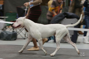 Additional photos: Great Dane of Argentina. Puppies