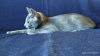 Additional photos: A boy kitten of the Russian Blue breed is looking for his loving parents