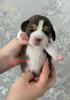 Photo №4. I will sell beagle in the city of Sevastopol. private announcement, from nursery - price - negotiated