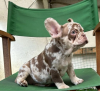 Photo №4. I will sell french bulldog in the city of Nachod. private announcement - price - Is free