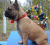 Photo №2 to announcement № 7590 for the sale of french bulldog - buy in Ukraine from nursery, breeder