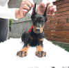 Photo №2 to announcement № 87971 for the sale of dobermann - buy in Serbia breeder