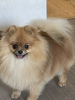 Photo №4. I will sell pomeranian in the city of Стамбул. breeder - price - 1200$