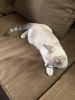 Photo №2 to announcement № 105984 for the sale of siamese cat - buy in Belgium breeder