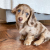 Photo №1. dachshund - for sale in the city of Sydney Olympic Park | 900$ | Announcement № 51937
