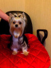 Photo №1. yorkshire terrier - for sale in the city of Kazan | negotiated | Announcement № 9033