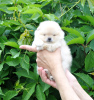 Photo №4. I will sell pomeranian in the city of Москва. from nursery, breeder - price - 521$