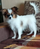 Photo №2 to announcement № 24455 for the sale of papillon dog - buy in Poland private announcement, breeder